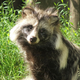 Illustration for article titled Raccoon or Dog? US Government Decides the Fate of Animal Fur